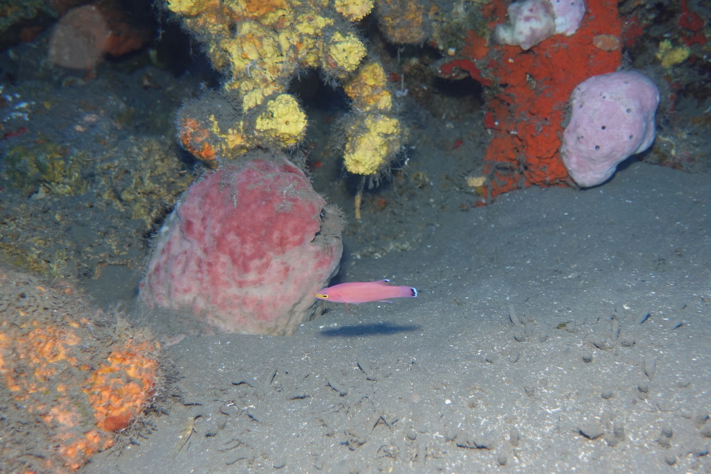 Cave Bass (Liopropoma mowbrayi) — Serranidae