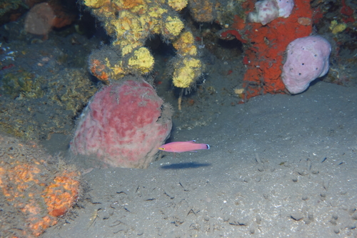 Cave Bass (Liopropoma mowbrayi) — Serranidae