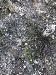 Helichrysum anomalum