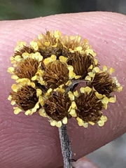 Helichrysum anomalum
