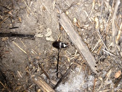 Pterostichus permundus