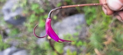 Masdevallia amabilis, photograph (c) Wilson Alexander Arteaga Mejía, some rights reserved (CC BY)