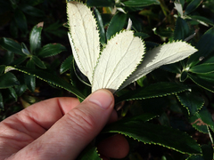 Macrolearia chathamica