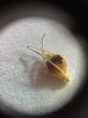 Rhynchospora glomerata glomerata