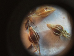 Rhynchospora glomerata glomerata