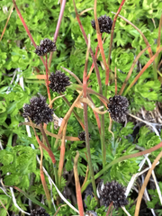 Juncus mertensianus