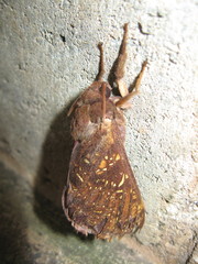 Oxycanus