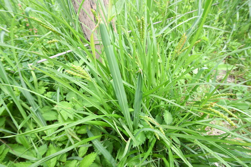 Carex aequialta iNat (2)