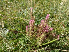 Castilleja lassenensis
