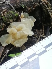 Ductifera