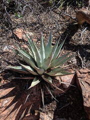 Agave parryi