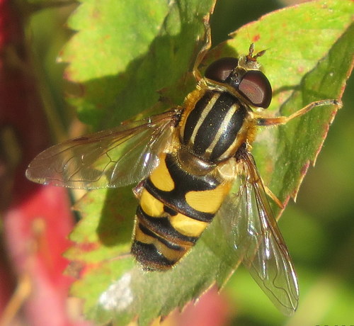 Narrow-headed Marsh Fly