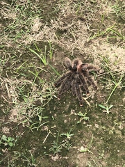 Avicularia juruensis