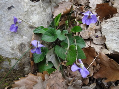 Viola