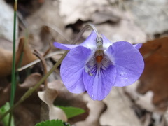 Viola