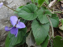 Viola