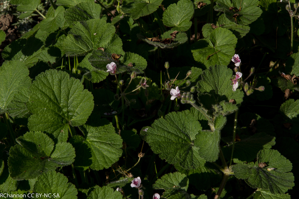 Erodium pelargoniiflorum