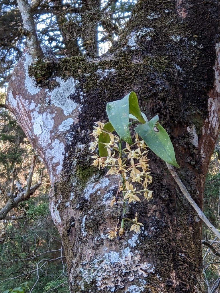 Epidendrum arbuscula
