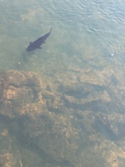 Steindachneridion melanodermatum