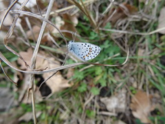 Pseudophilotes baton