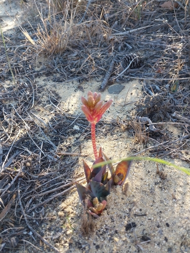 Image of Lachenalia punctata by (c) De Waal Hugo, some rights reserved (CC BY)