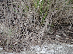 Psammodromus edwarsianus