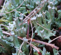 Cladonia turgida