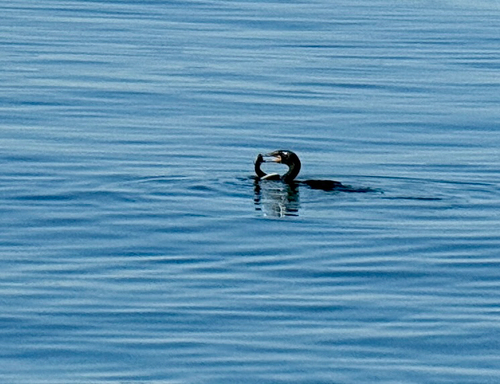 iNaturalist observation 2025-04-28
