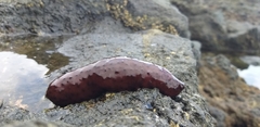 Holothuria sanctori