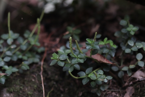 Acorn peperomia (Peperomia tetraphylla)
