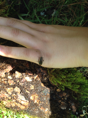 Pseudomops interceptus