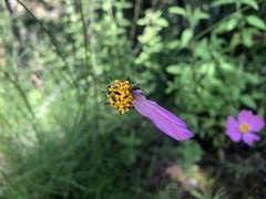 Cosmos crithmifolius