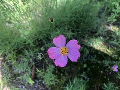 Cosmos crithmifolius