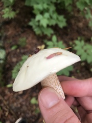 Suillus placidus