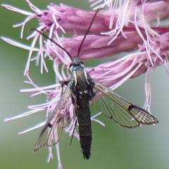 Synanthedon