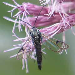 Synanthedon