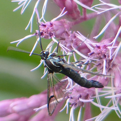 Synanthedon