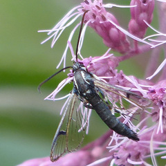 Synanthedon