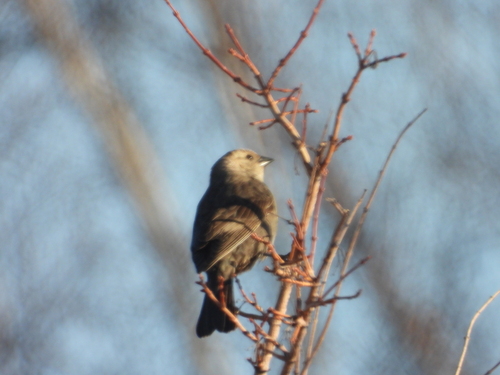 Brown-headed Cowbird photographed in Minnesota