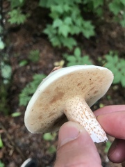 Suillus placidus
