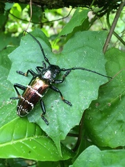 Sphingnotus mirabilis