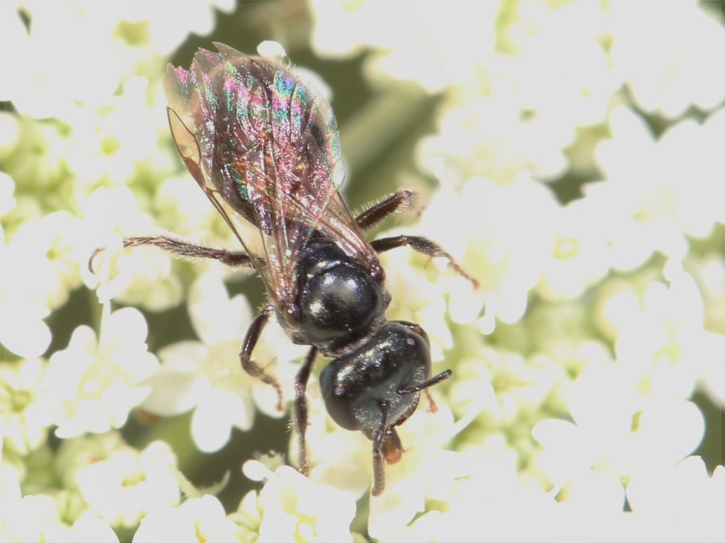 Michigan sweat bee