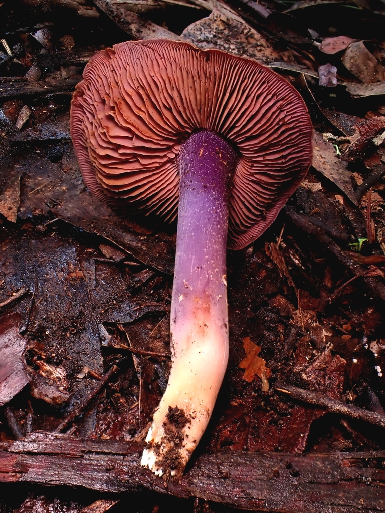 Phaeocollybia australiensis