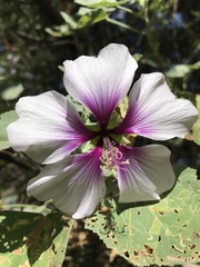 Malva subovata