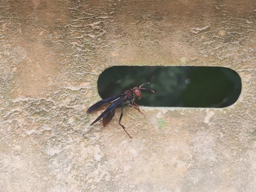 Polistes lanio photo 5