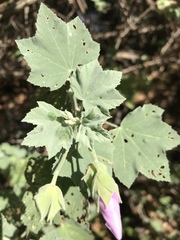 Malva subovata