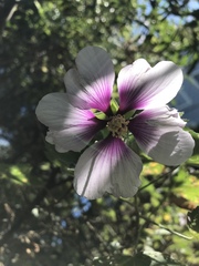 Malva subovata