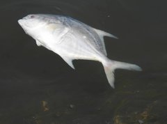 Trachinotus