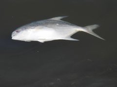 Trachinotus