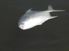 Trachinotus